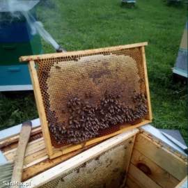 Odkłady pszczele pięcioramkowe 2023