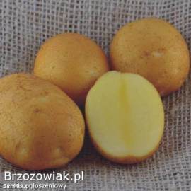 Ziemniaki 30-60mm (wielkość sadzeniaka )GALA Soraya Bellarosa denar