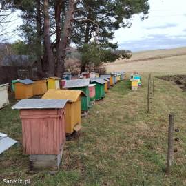 Pszczoły rodziny