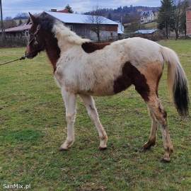 Konie huculskiej roczne Kobyłka i klaczka